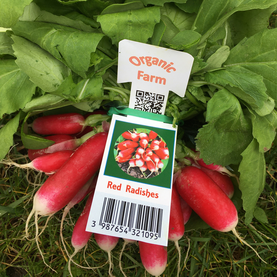 IMAGE-ORGANIC-FARM.jpg
