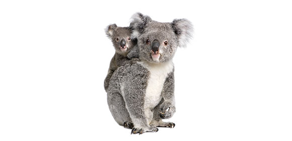 coala-sustainability.jpg