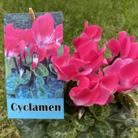 Carte graphique GZ blanc 215 g/m² SRA3 enramé
